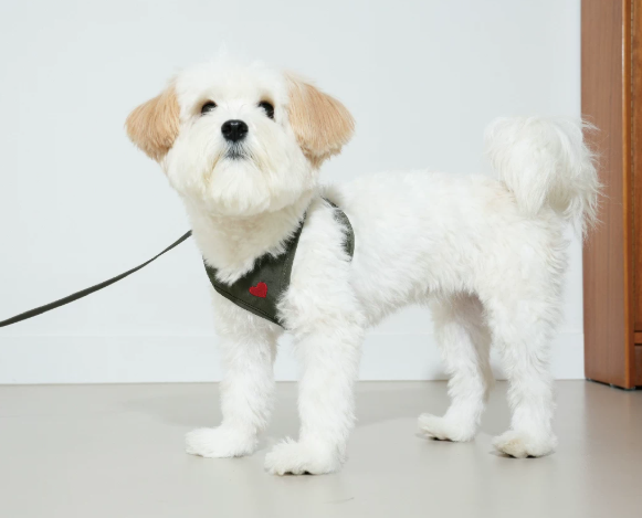 Adjustable Dog Harness Vest, Lightweight No-Pull Harness for Small Dogs Walking