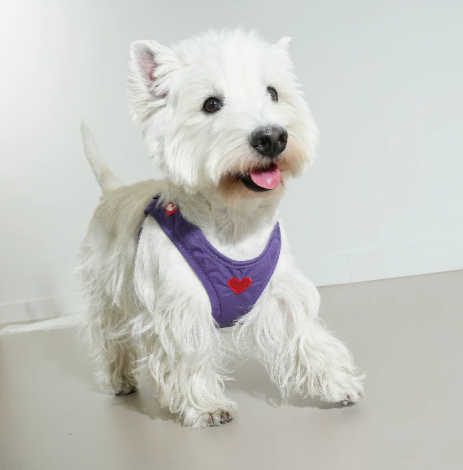 Adjustable Dog Harness Vest, Lightweight No-Pull Harness for Small Dogs Walking